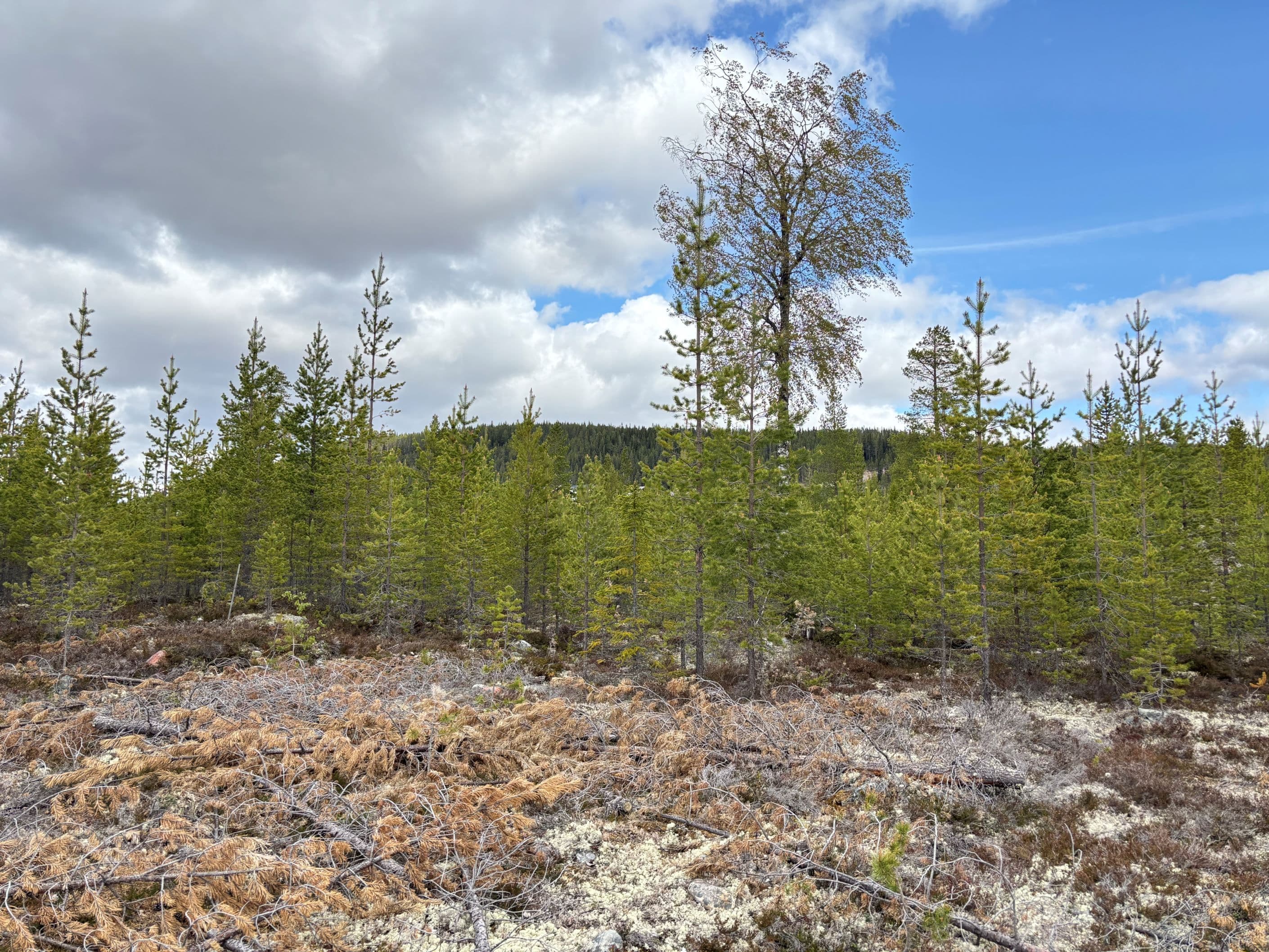 Utsikt från tomten och mot Hemmeråsen