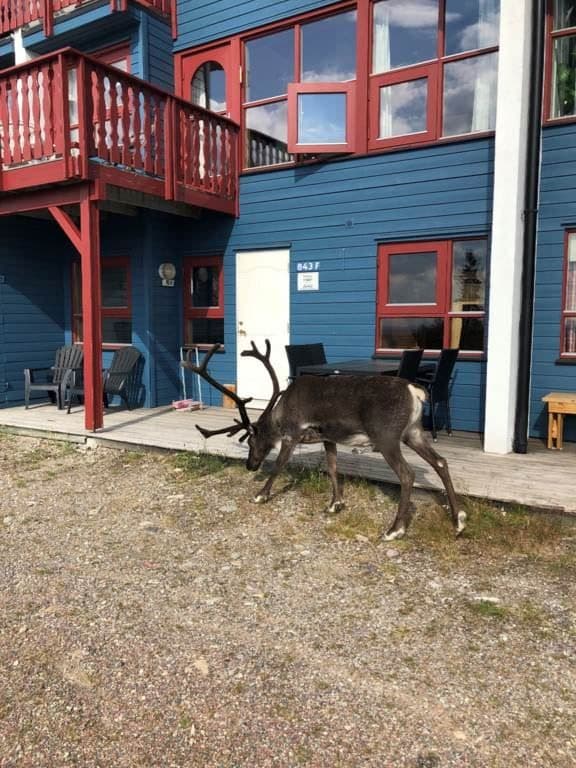 Ren hållningen sköts bra i föreningen
