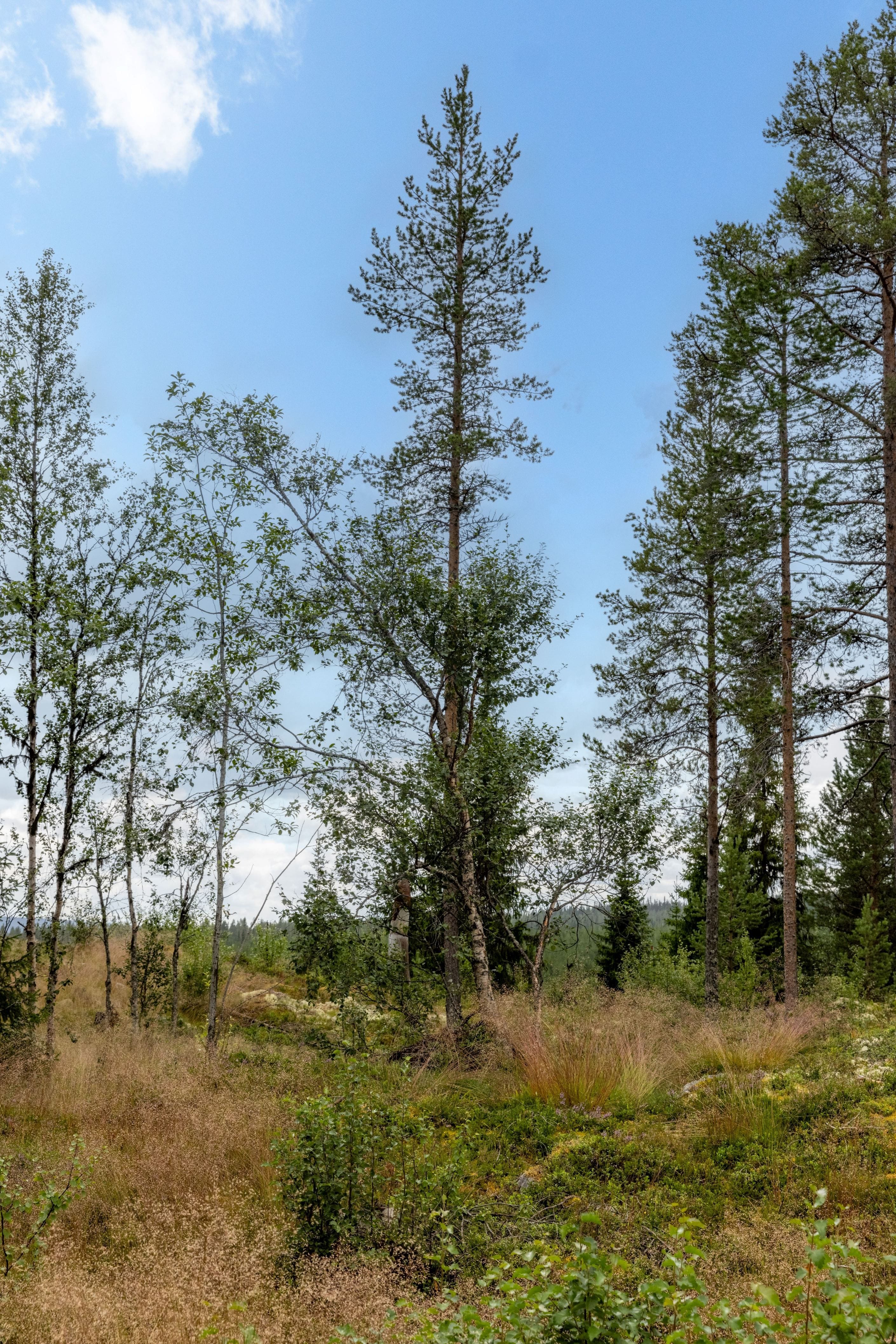 Områdesbild